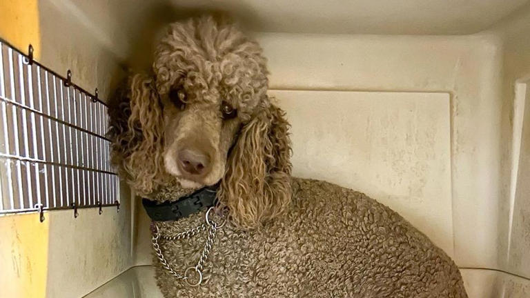 Dozens of animals seized from Creek County property