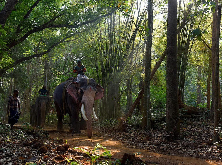 Kodanad: A home, not a cage, for Kerala’s rescued elephants