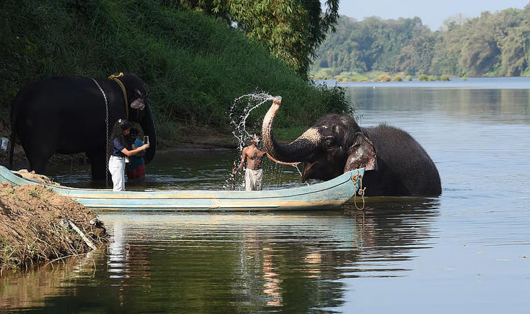 Kodanad: A home, not a cage, for Kerala’s rescued elephants