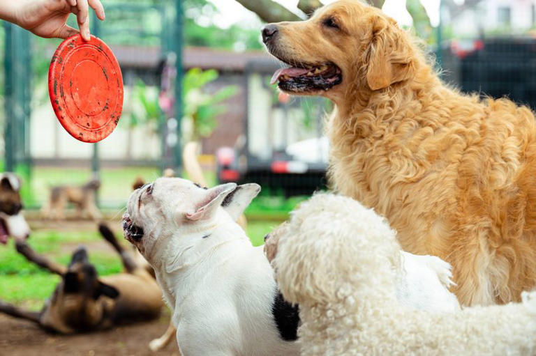 doggy-daycare-worker-lists-8-breeds-she-d-never-want-to-own-herself