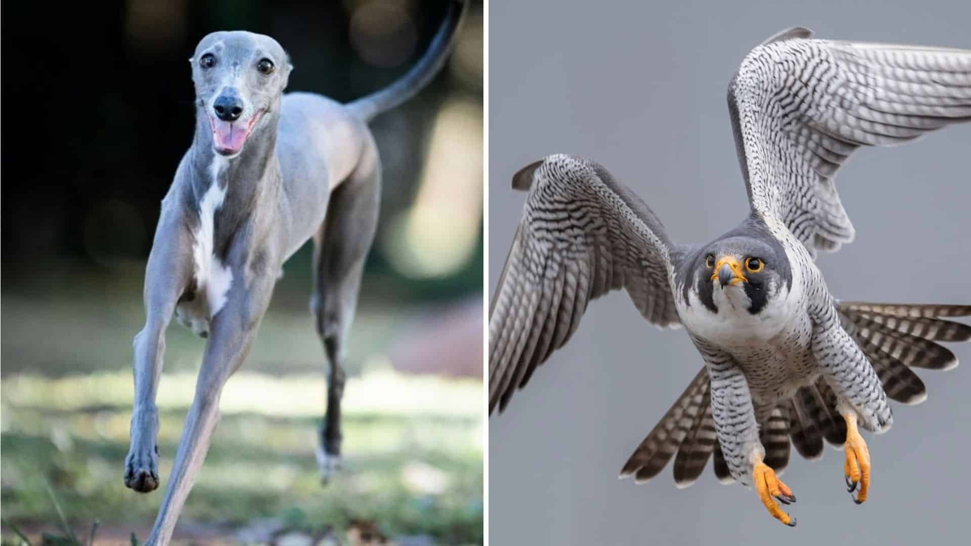 Creatures whose speed makes any race unwinnable