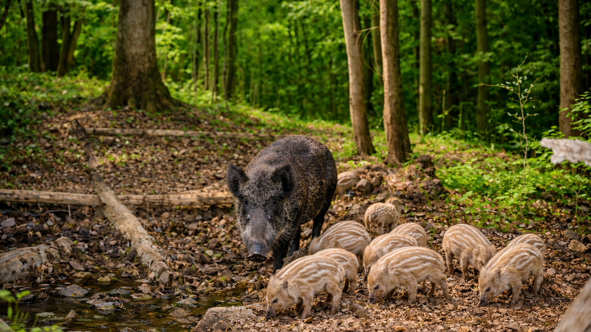 Hidden wildlife moments recorded by a trail camera