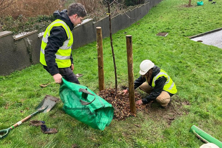 Plymouth given £7.3m for huge tree planting programme