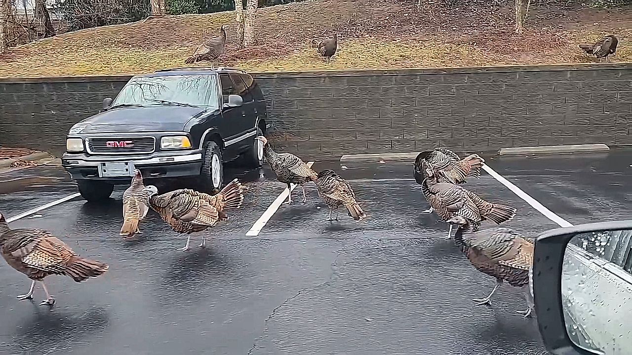 駐車場を七面鳥の群れが占拠、車を囲んでくつろぐ光景 | Watch