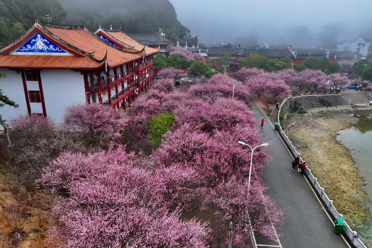 中新社：福建福州：古寺梅香
