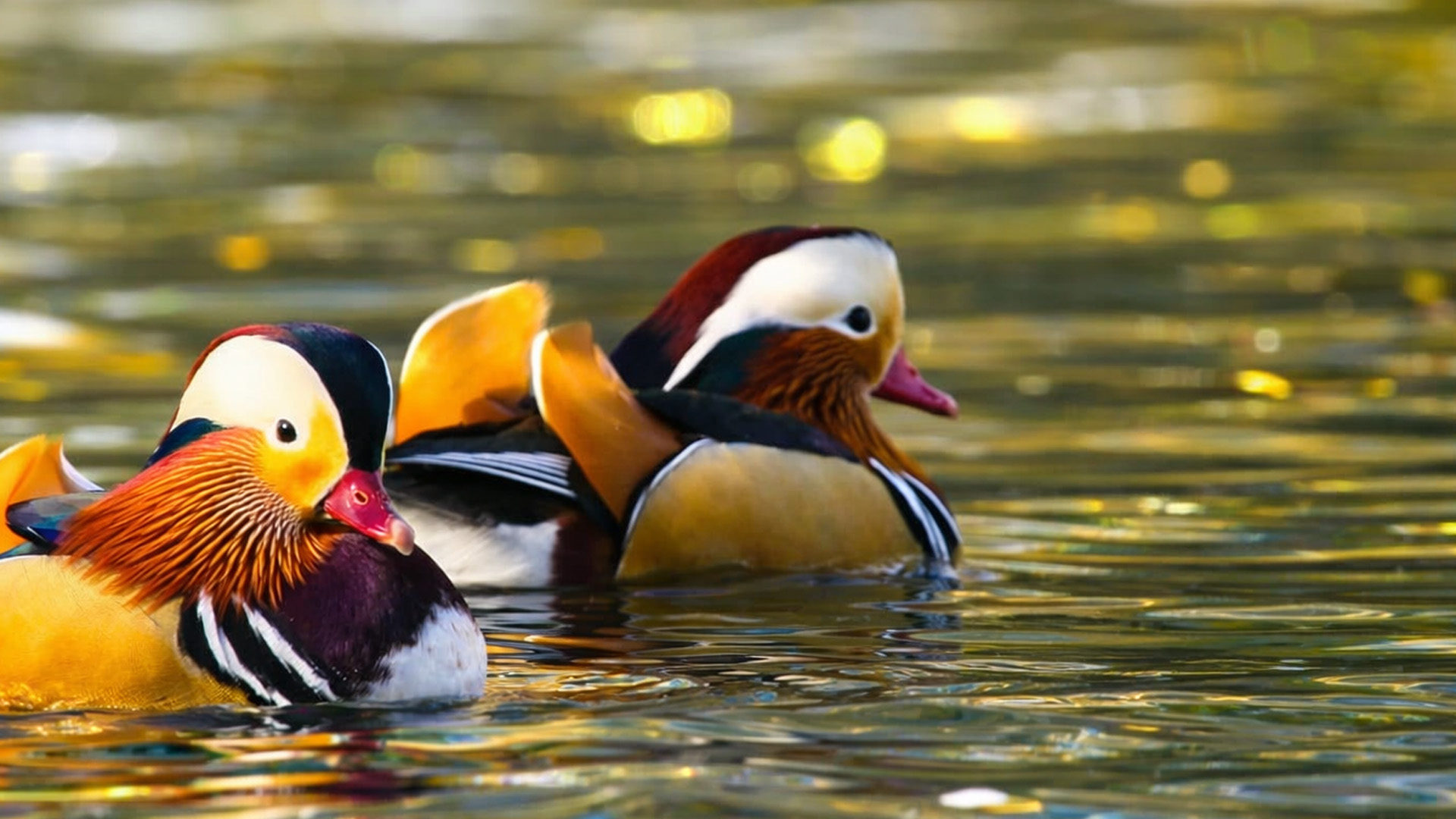 Die elegantesten Enten, die ich je gesehen habe