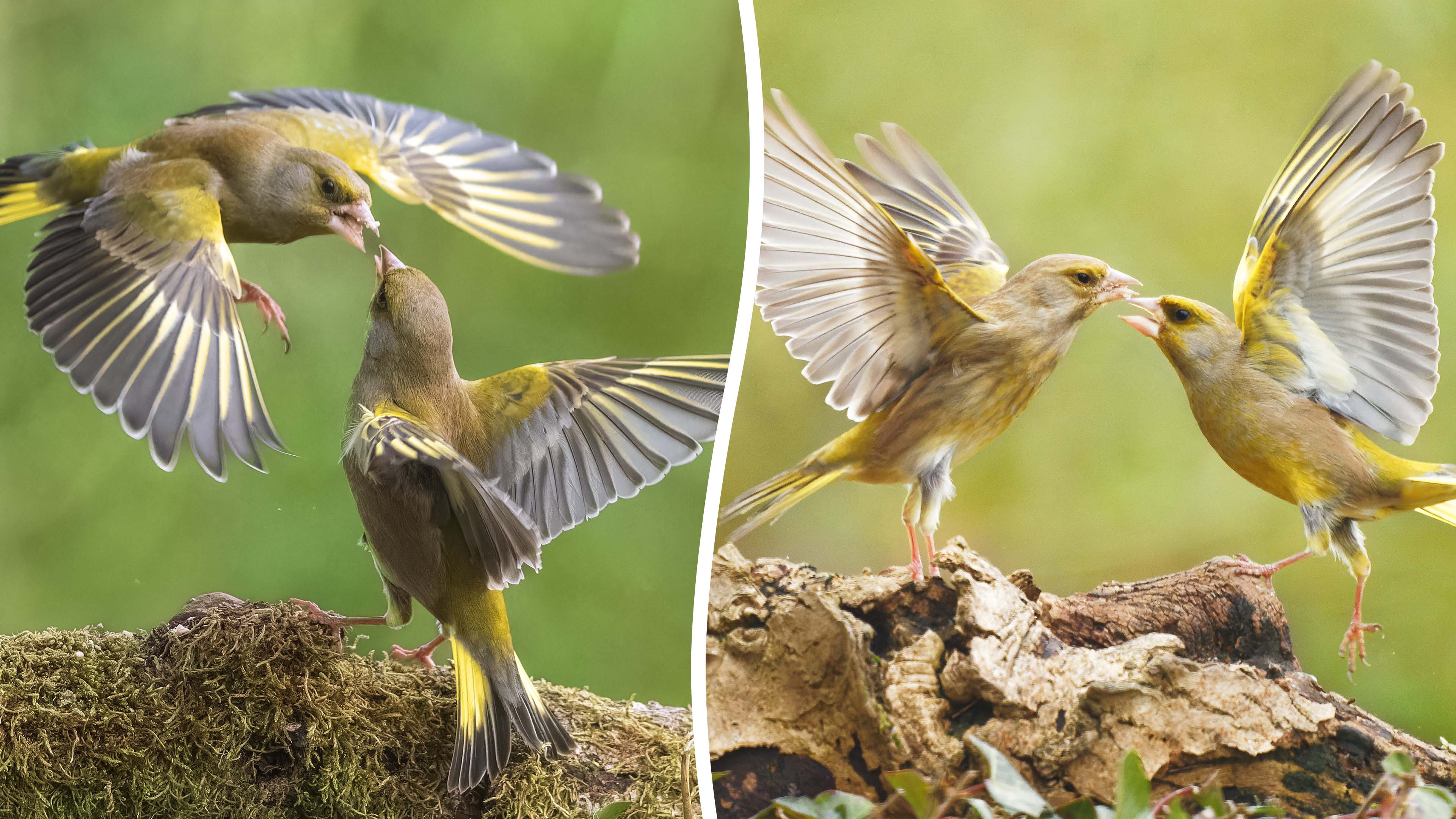 Dramatic photos show two angry birds locked in Kung Fu-style mid-air battle