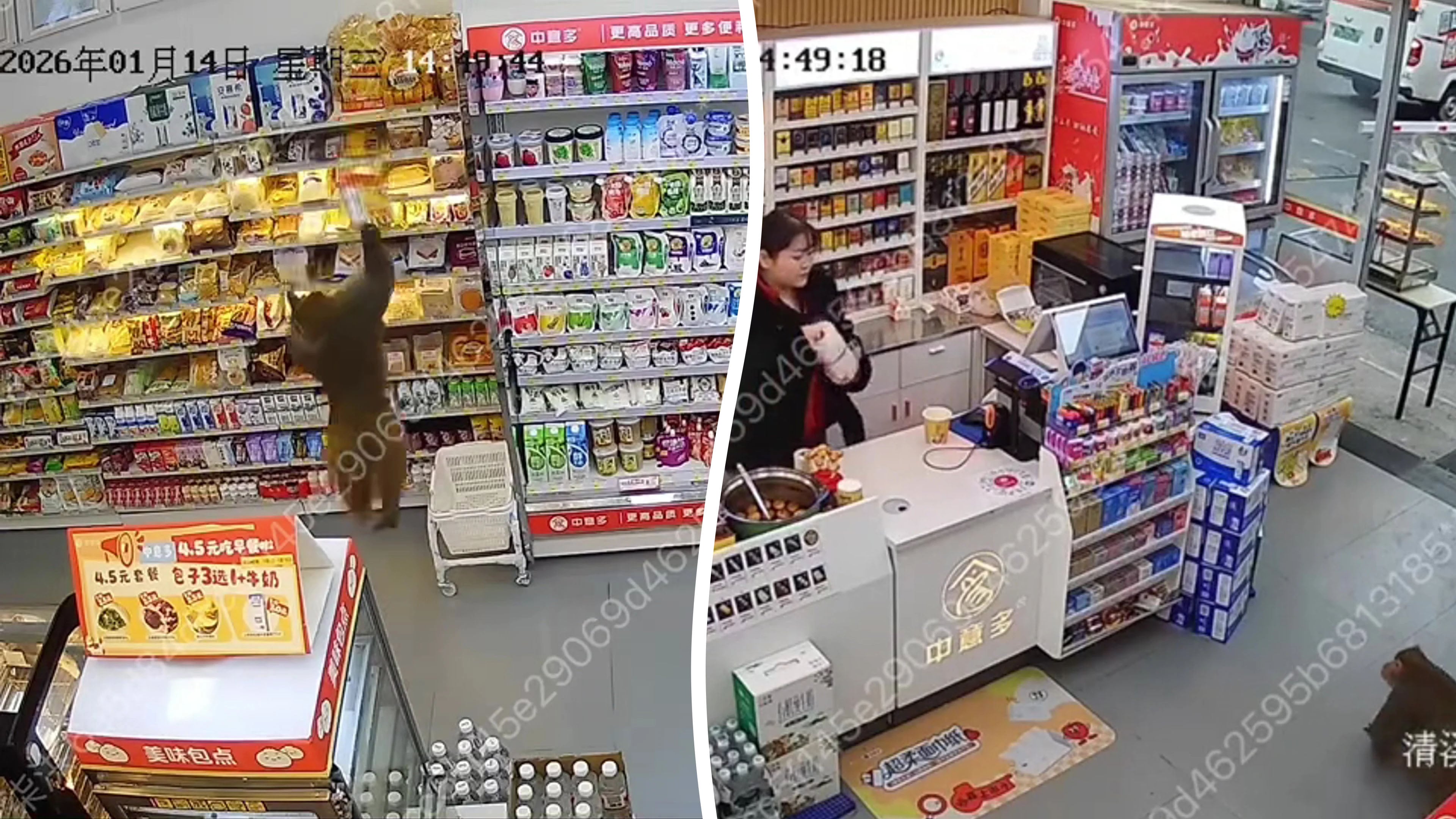Affe spaziert in den Laden und bedient sich an Snacks