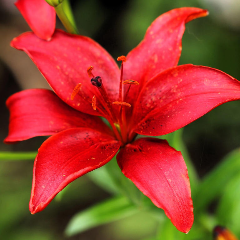 5 of the best bulbs to plant in February for red blooms