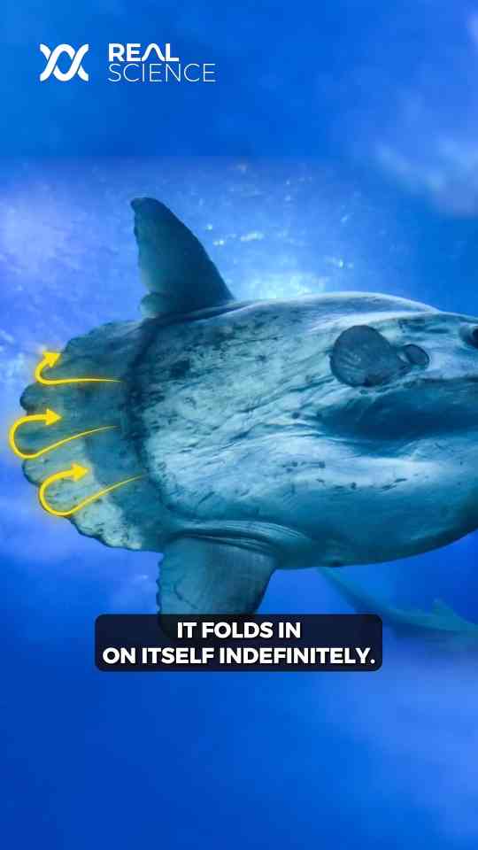 Unusual way a sunfish swims