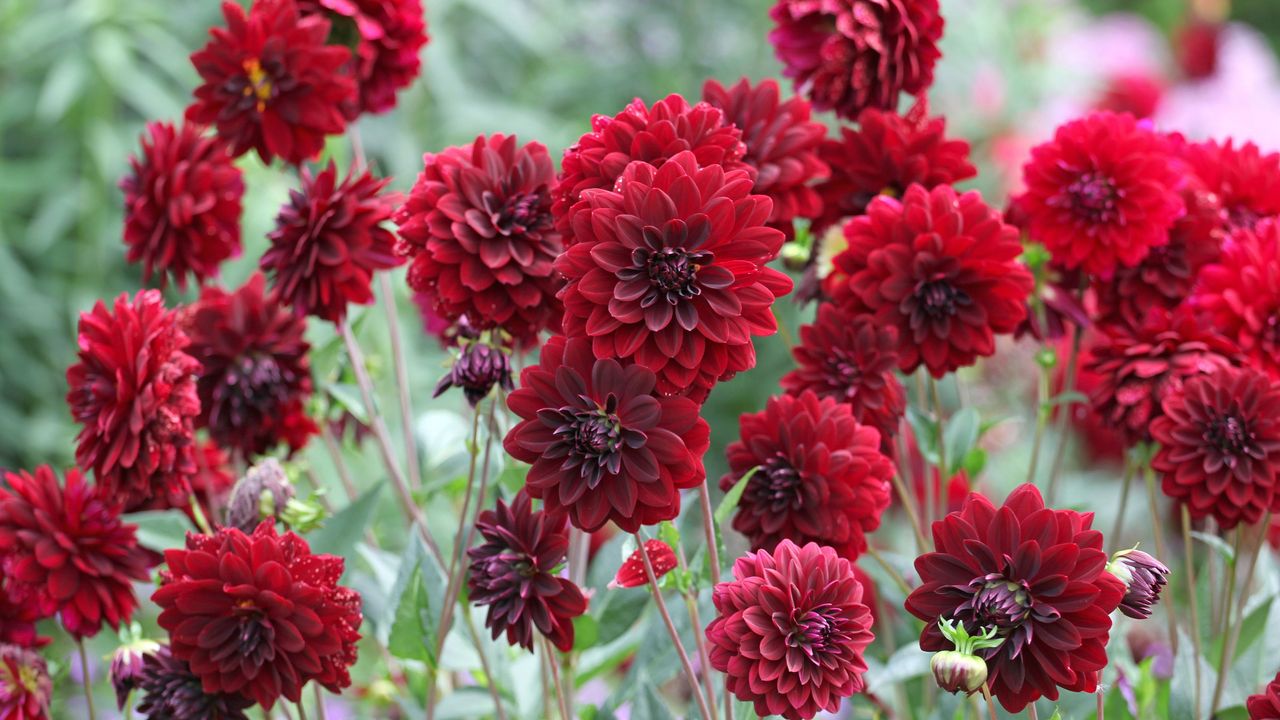 5 of the best bulbs to plant in February for red blooms