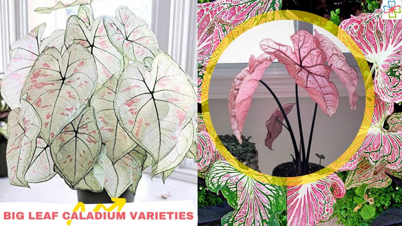 14 gorgeous caladium varieties every plant lover should discover