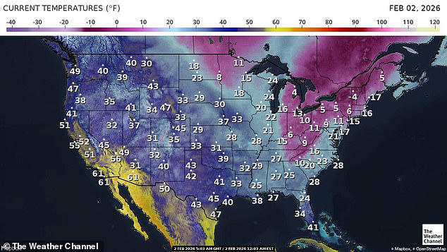 Frozen iguanas fall from trees as freak cold snap grips Florida