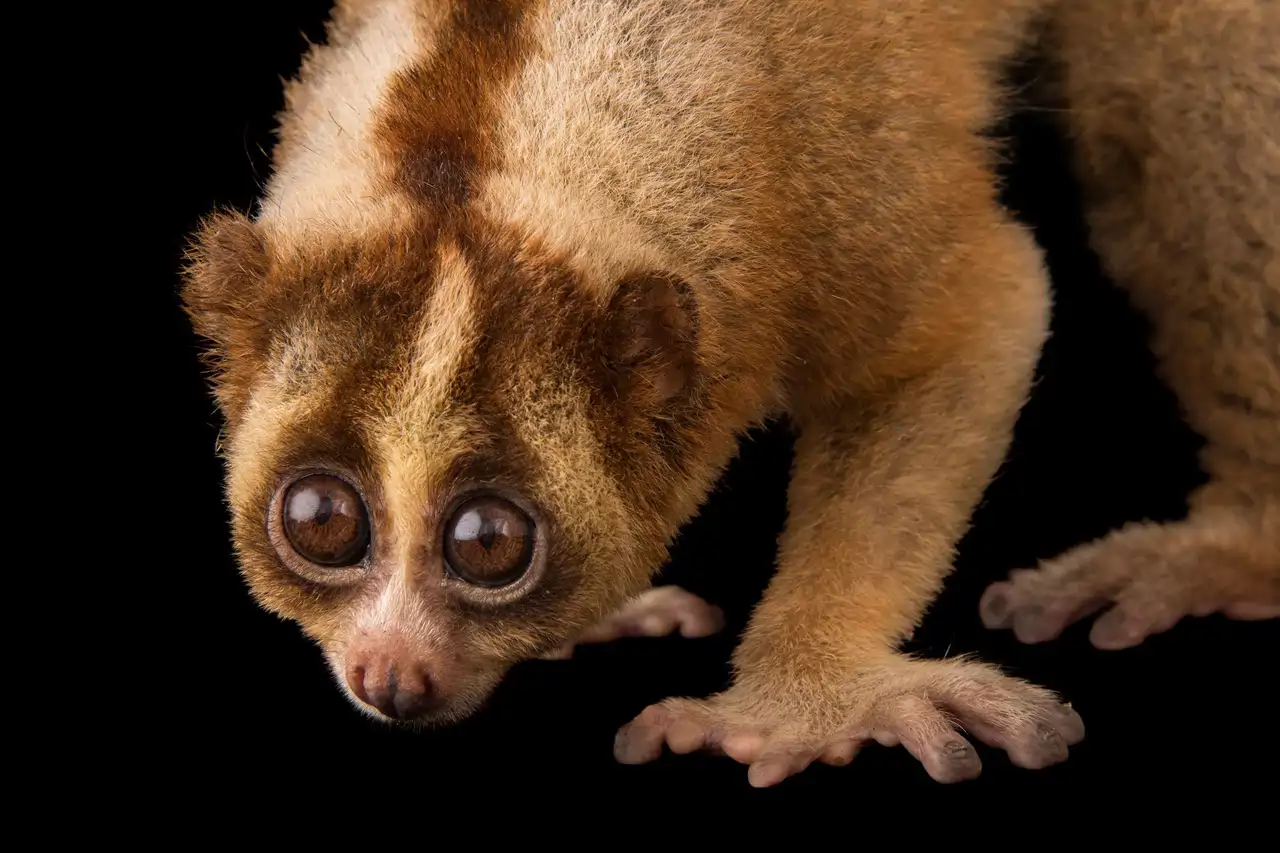 El único primate venenoso del mundo es este adorable animal capaz de ...
