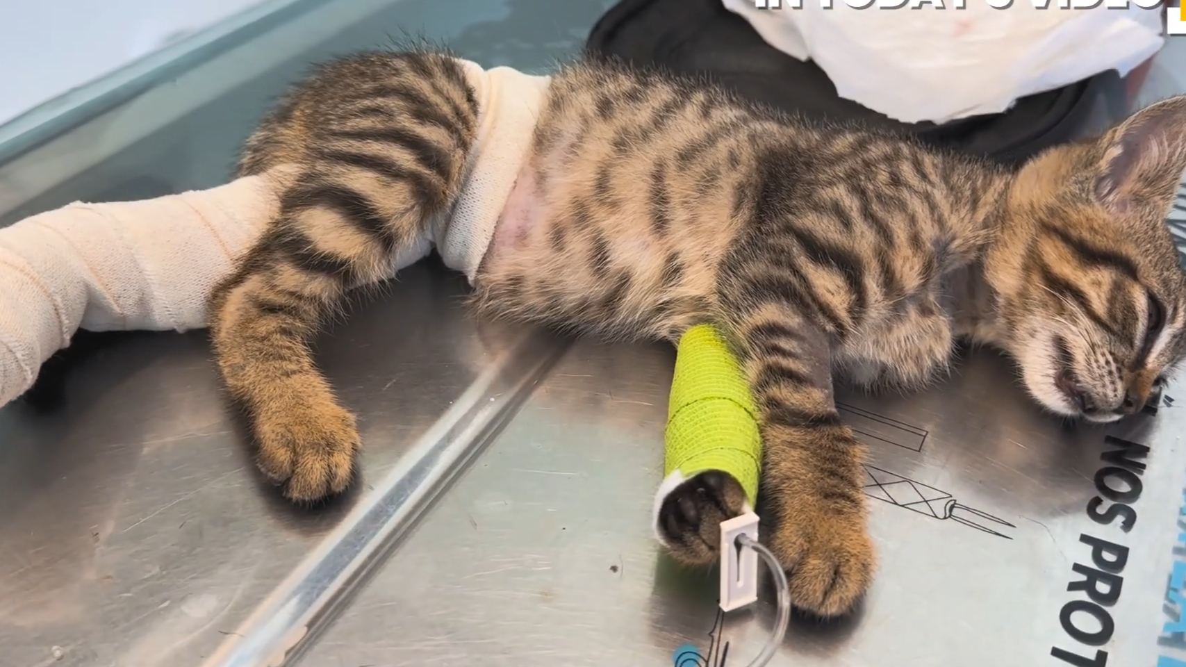 What happens when a fragile kitten suffers a tibia fracture