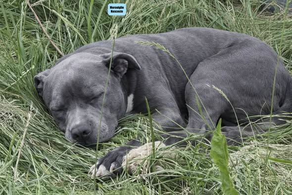 Addio a Luna, la cagnolina che ha insegnato il significato della fiducia