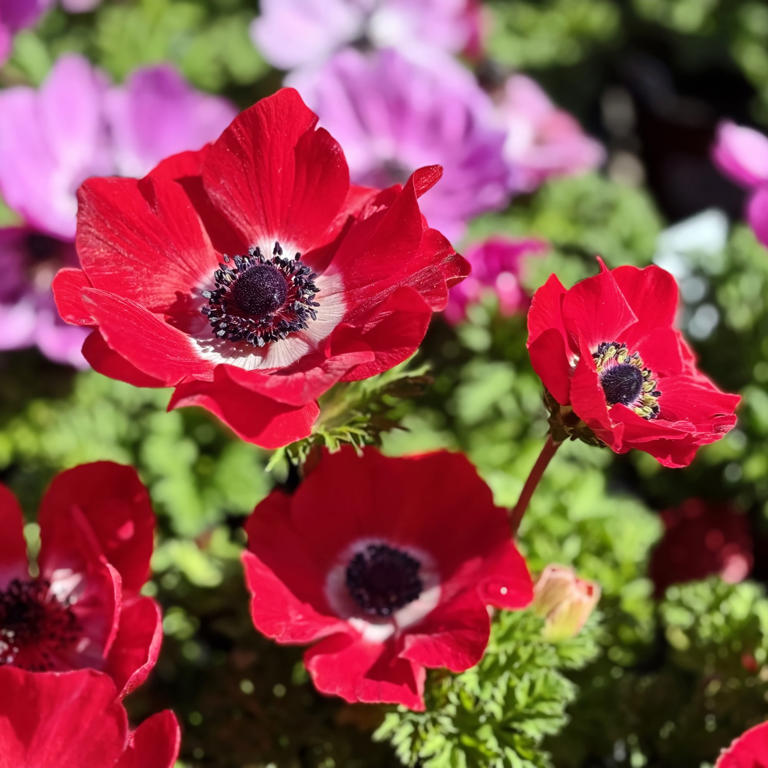 5 of the best bulbs to plant in February for red blooms