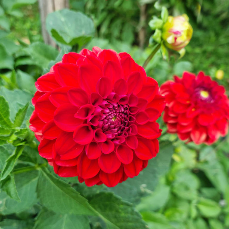5 of the best bulbs to plant in February for red blooms