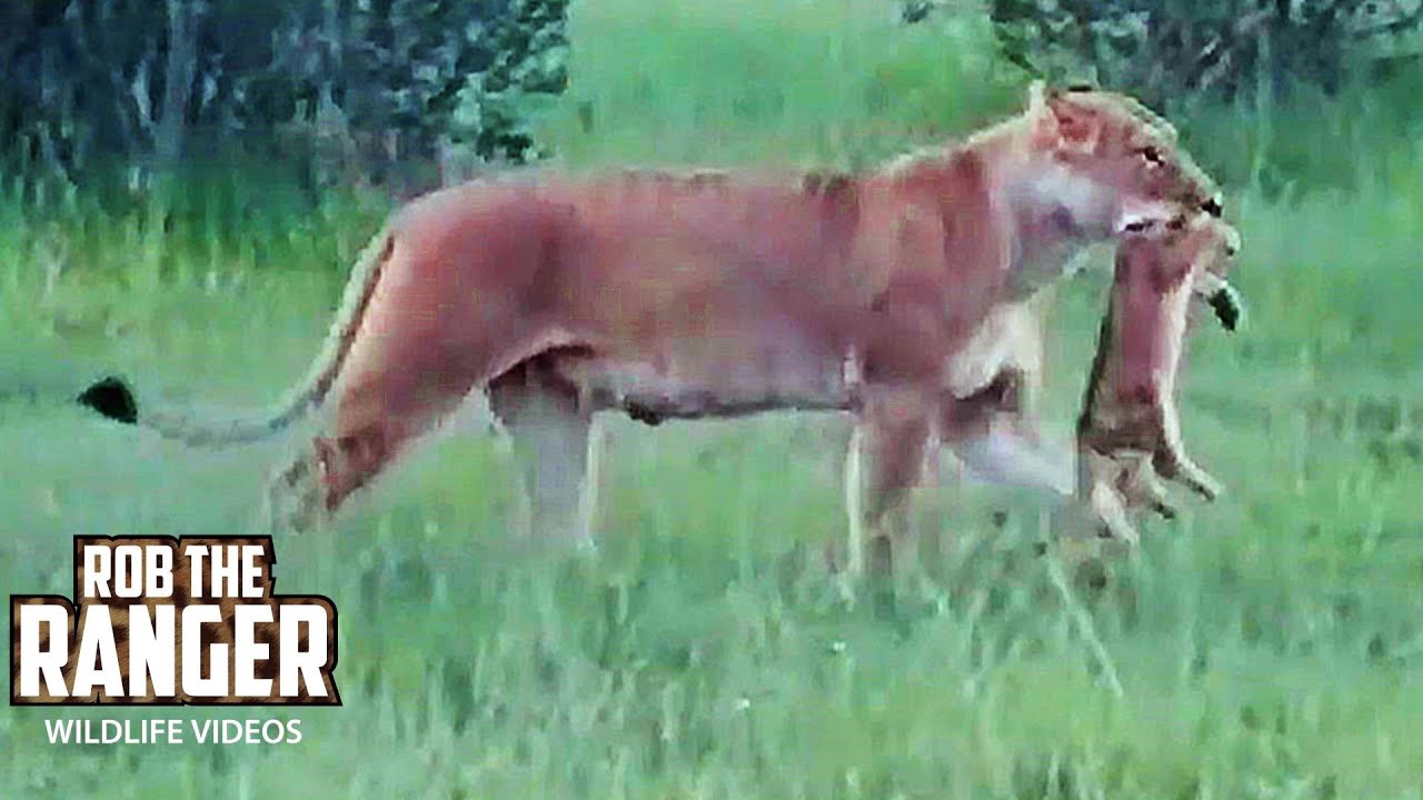 Lion pride loses a cub while hunting in Mara plains