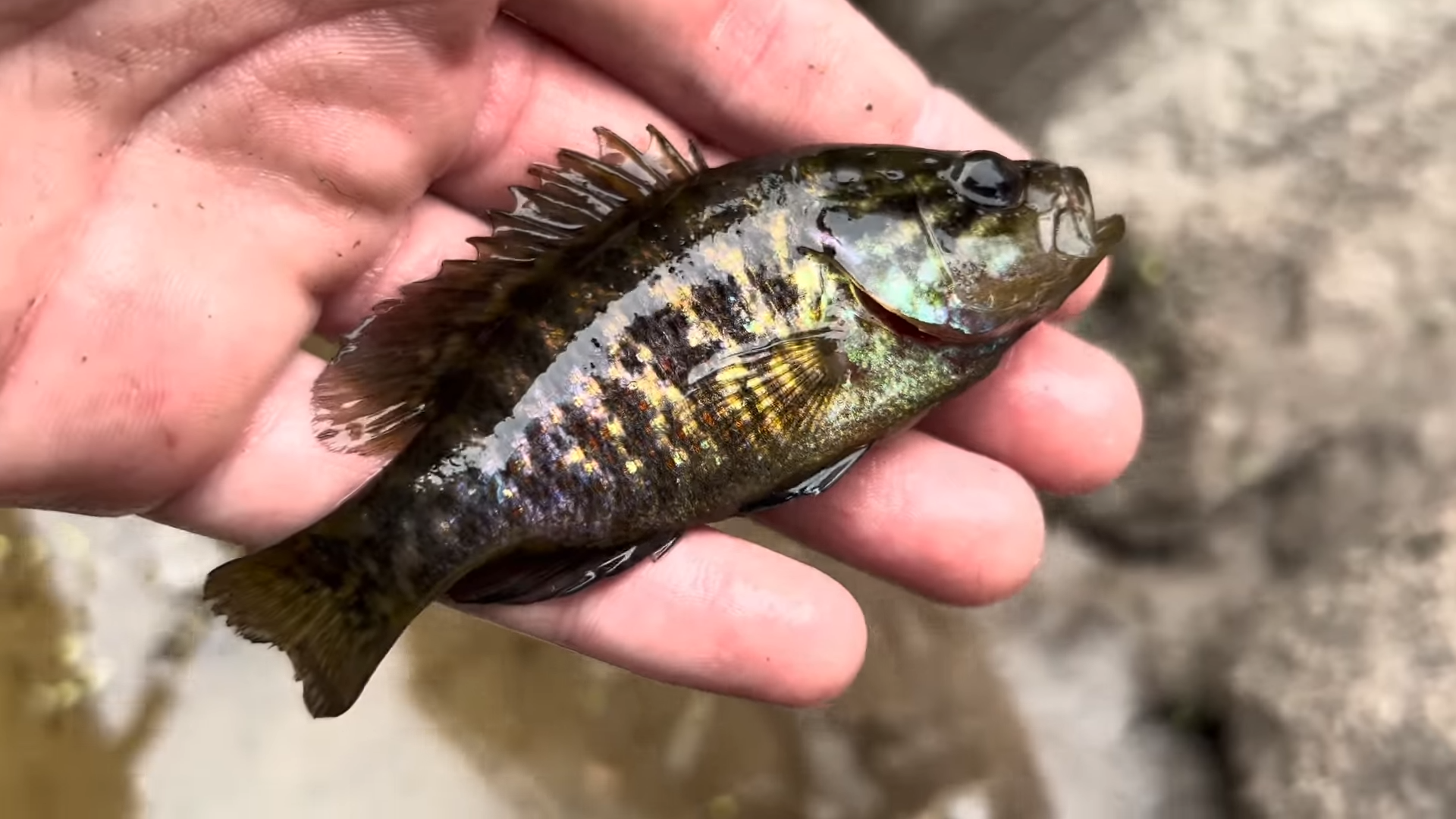 Trapping aquarium fish for my fish tank was insane