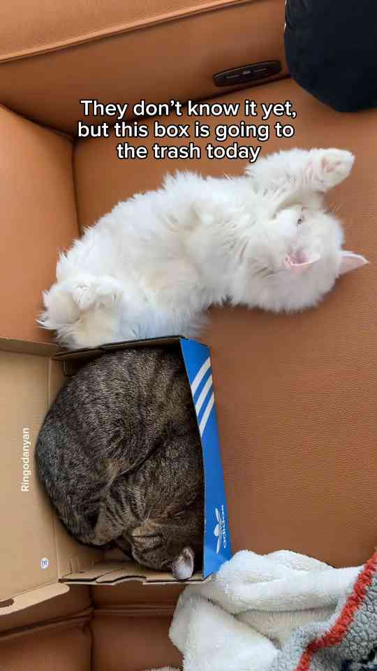 Cat plot twist they have no idea what is coming