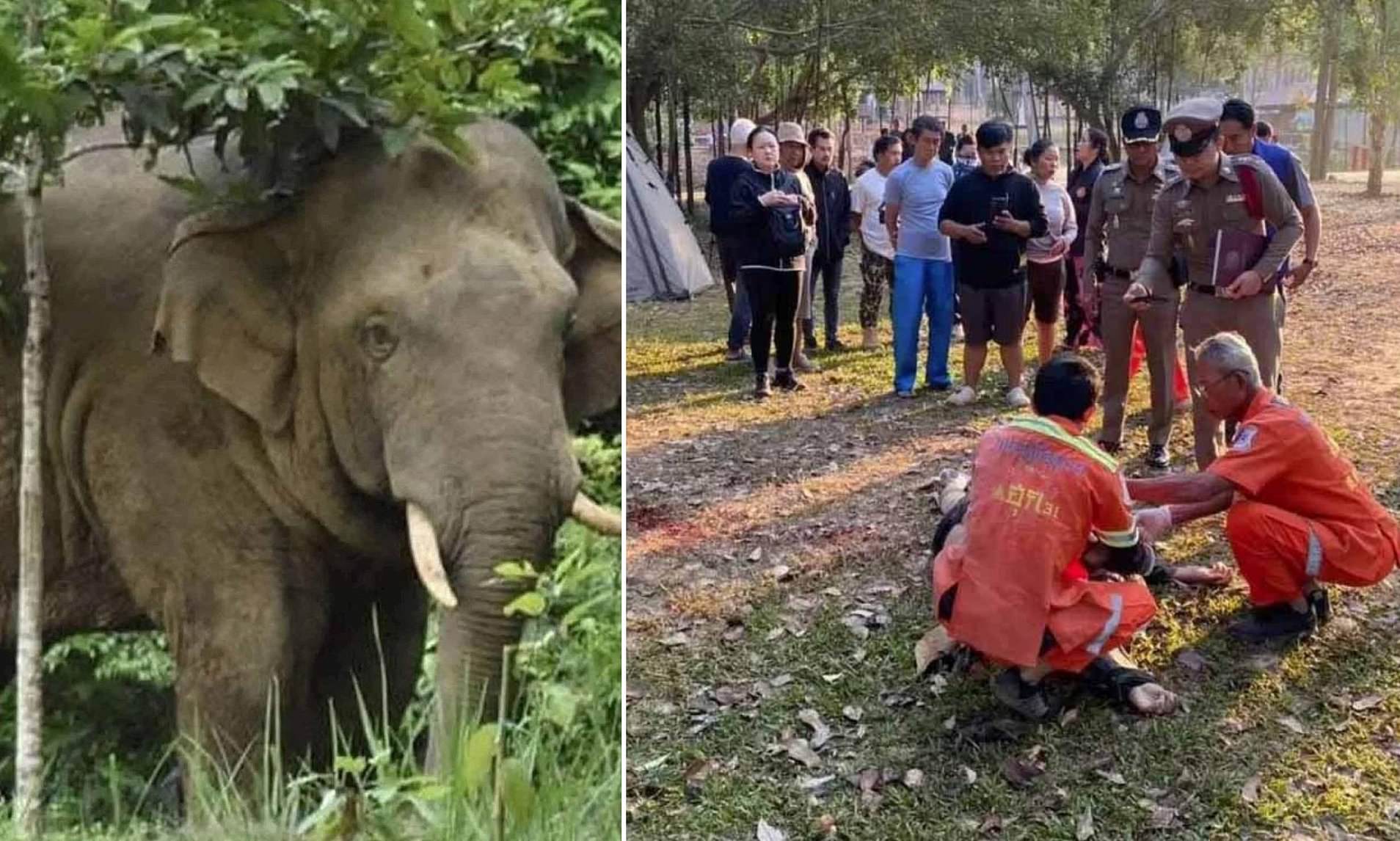 Elephant picks up tourist with its trunk before trampling him to death at  Thai campsite