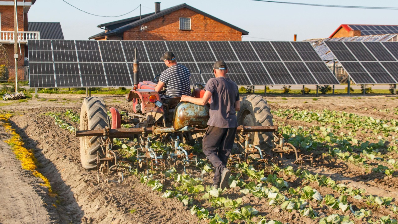 Farmers unlock shocking gains by pairing solar panels with crops