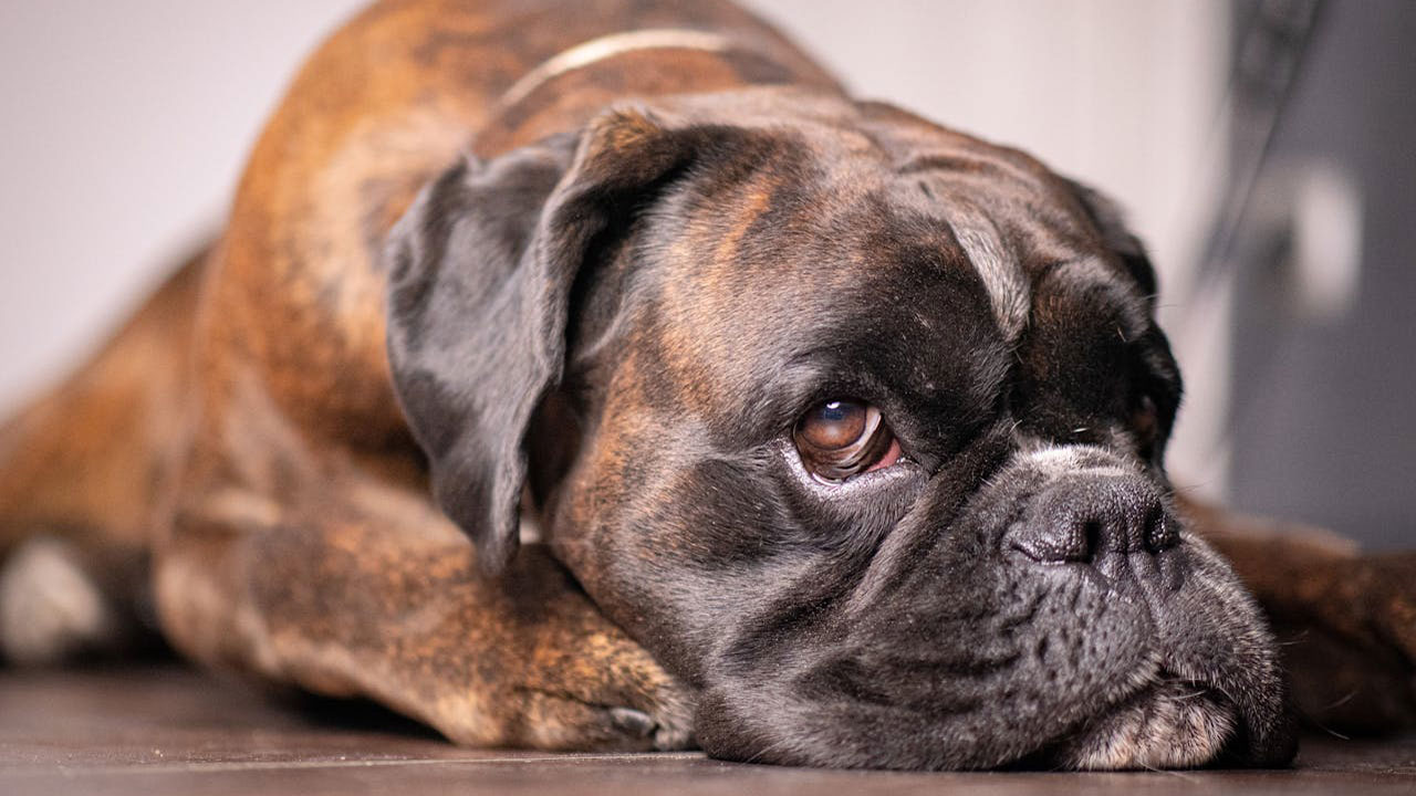 What it really means when your dog keeps watching the same spot