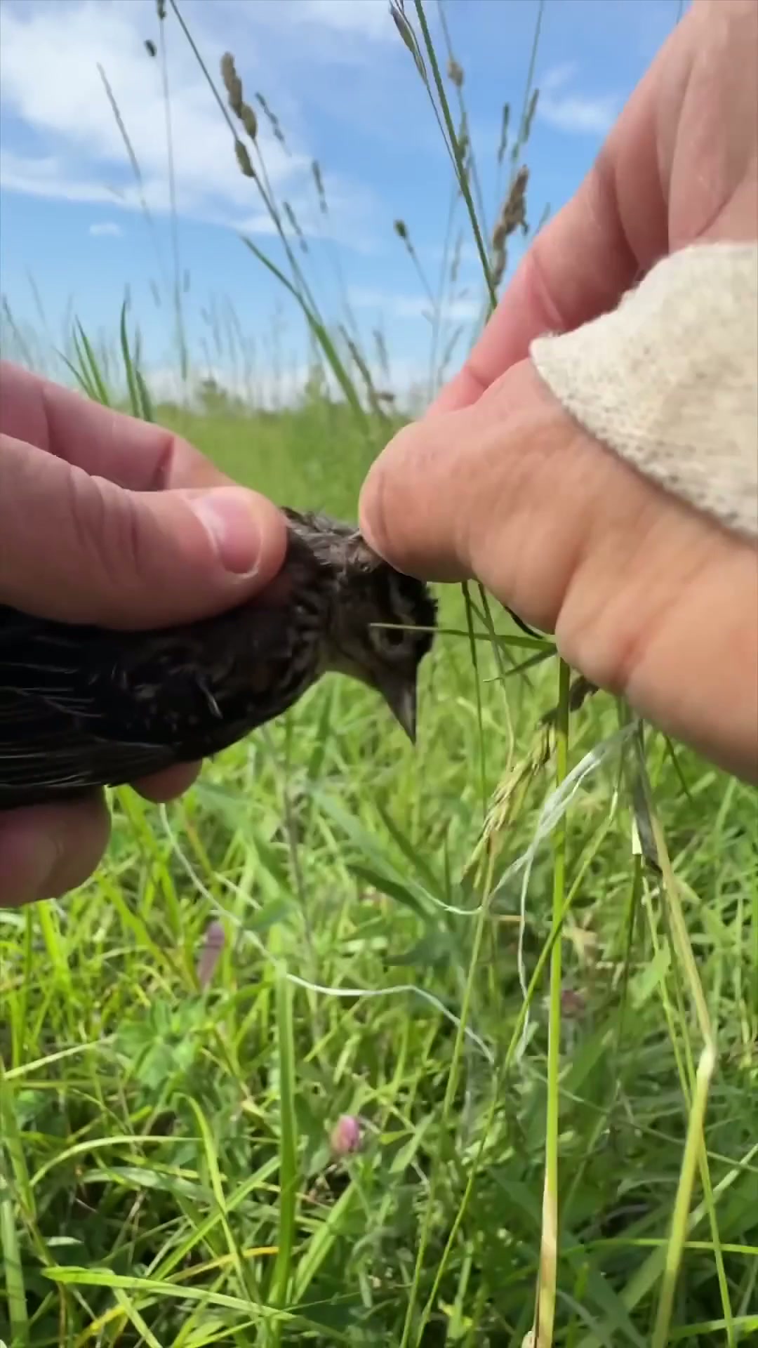 I rescued a bird trapped in hay bale string!