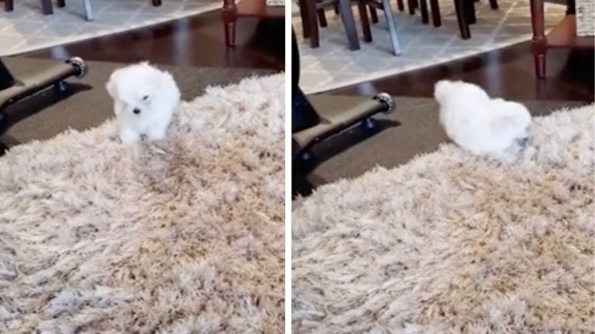 White on white: Tiny puppy's adorable reaction to a rug goes viral