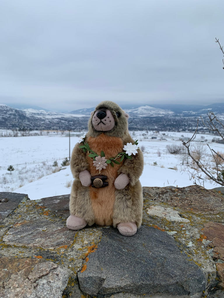 Wiarton Willie predicts early spring, but Punxsutawney Phil disagrees