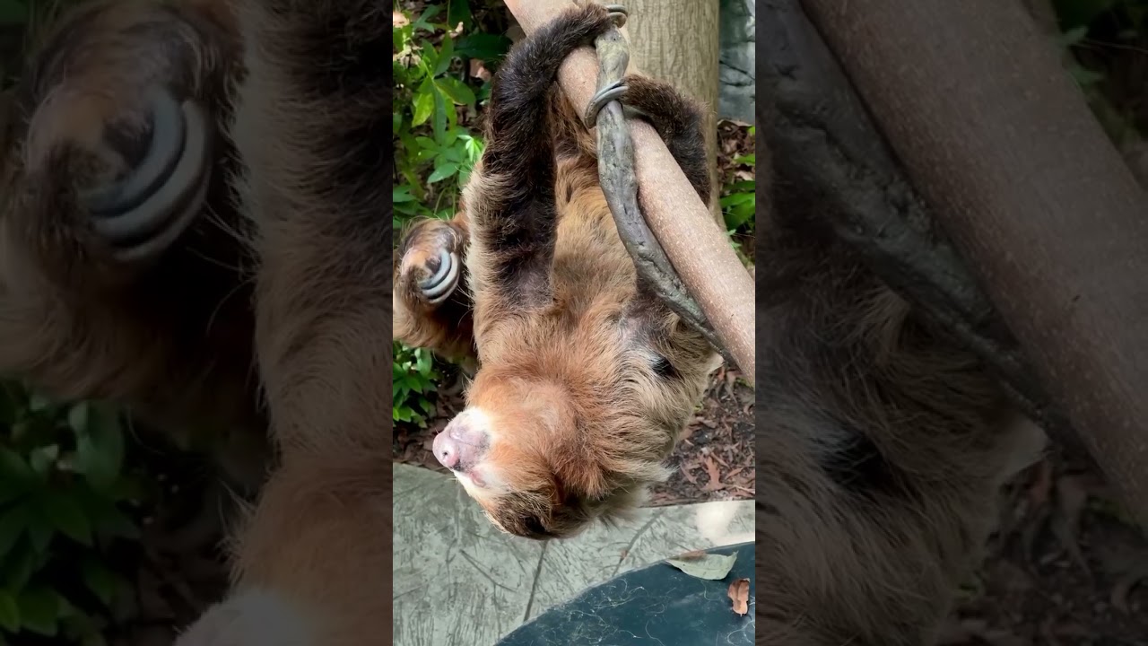 Slow moving sloth makes a very brave journey across trees