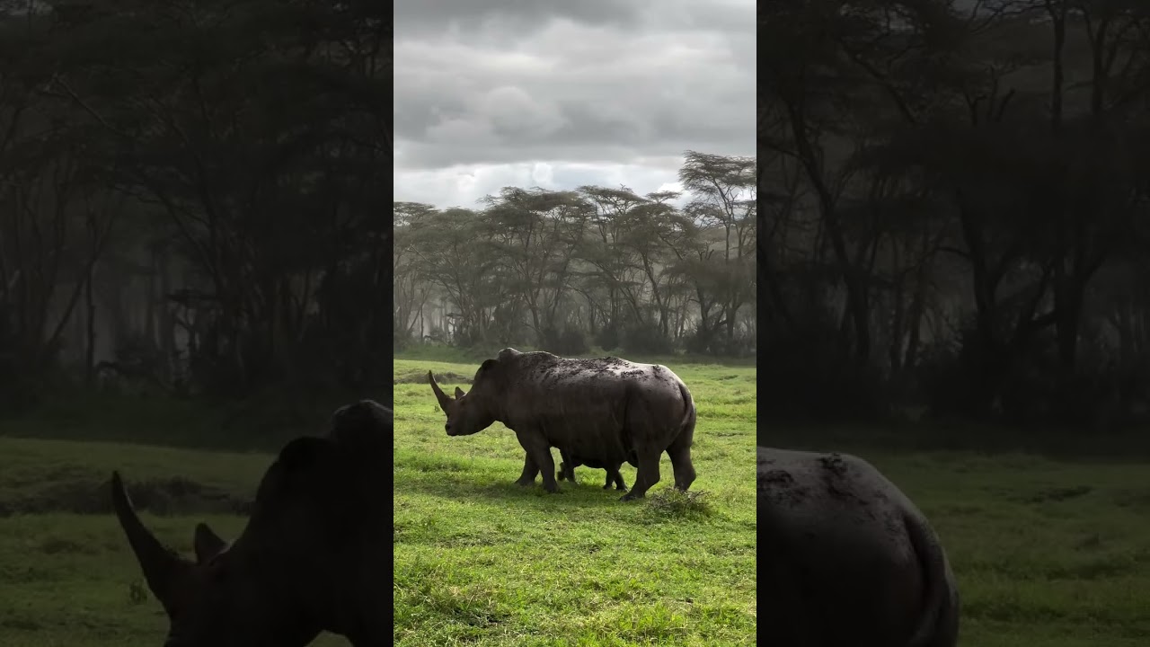Baby rhino squeaks while nursing in rainy tropical forest