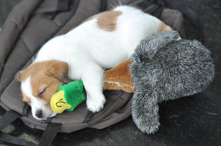 Picture Idea: Do Dogs Like Music Experts Weigh In On How Songs