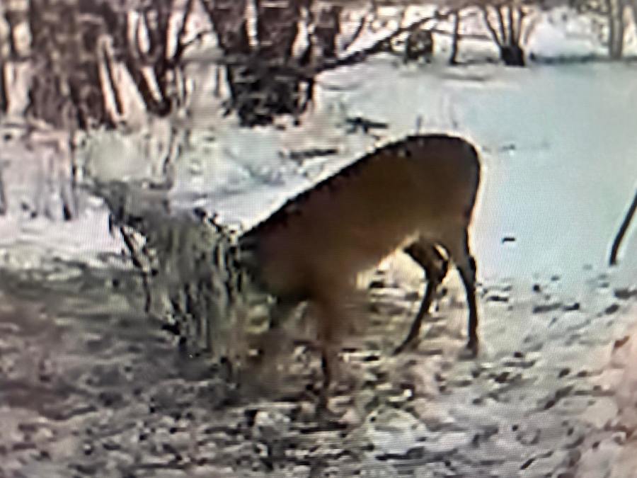 Neenah police help eight-point buck tangled in soccer netting