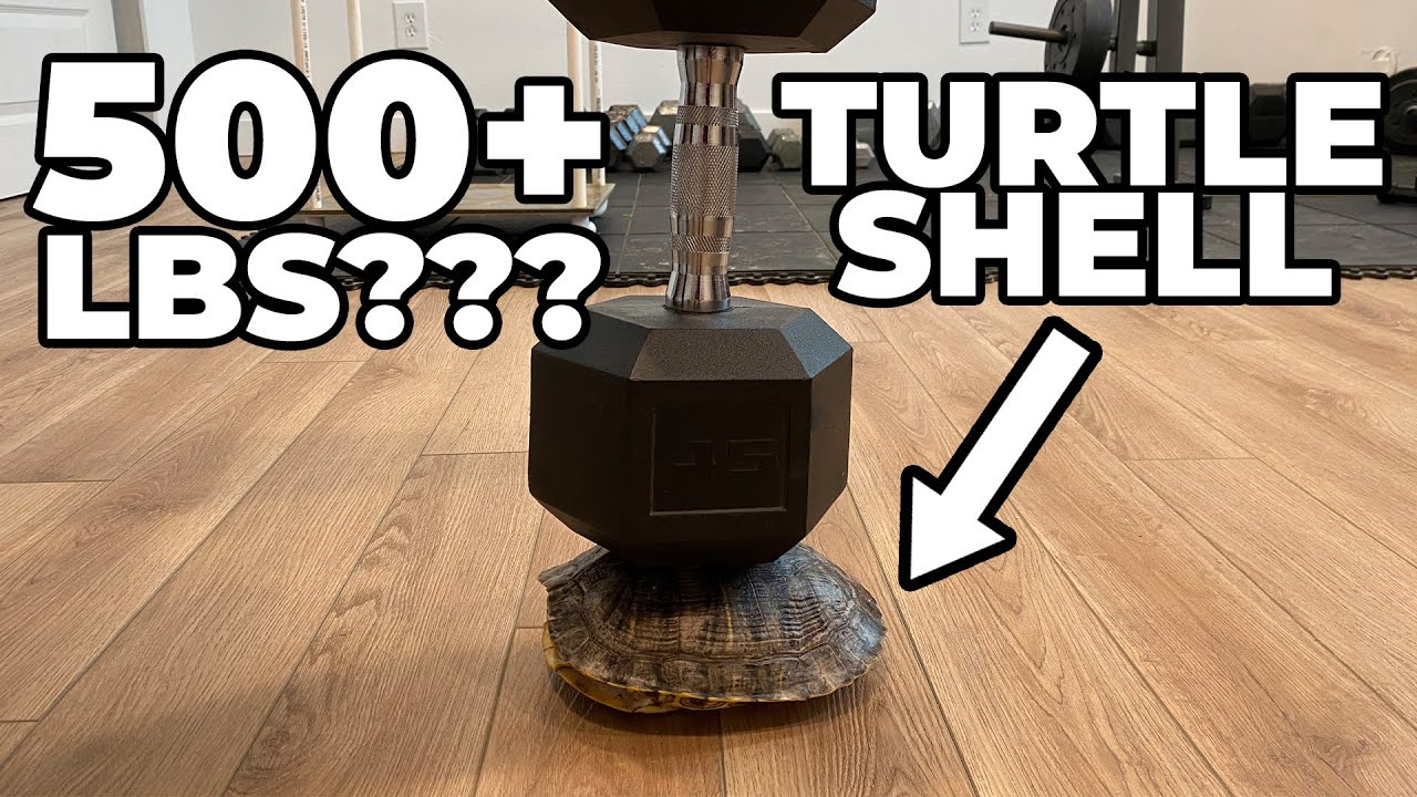 Shocking: How much weight can a turtle shell hold?