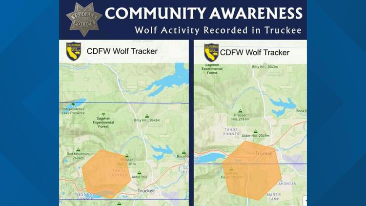 Wolf activity confirmed in Truckee, residents urged to stay alert