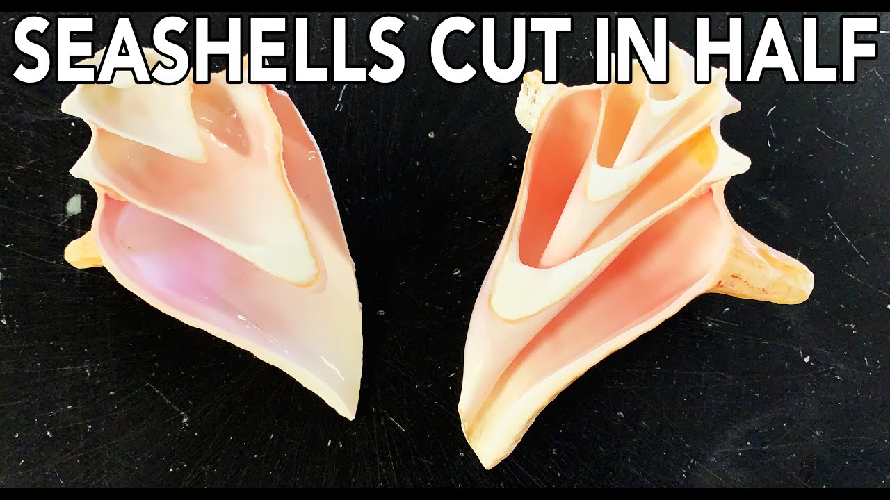 Seashells cut in half with a 60,000 PSI waterjet - sea shell patterns ...