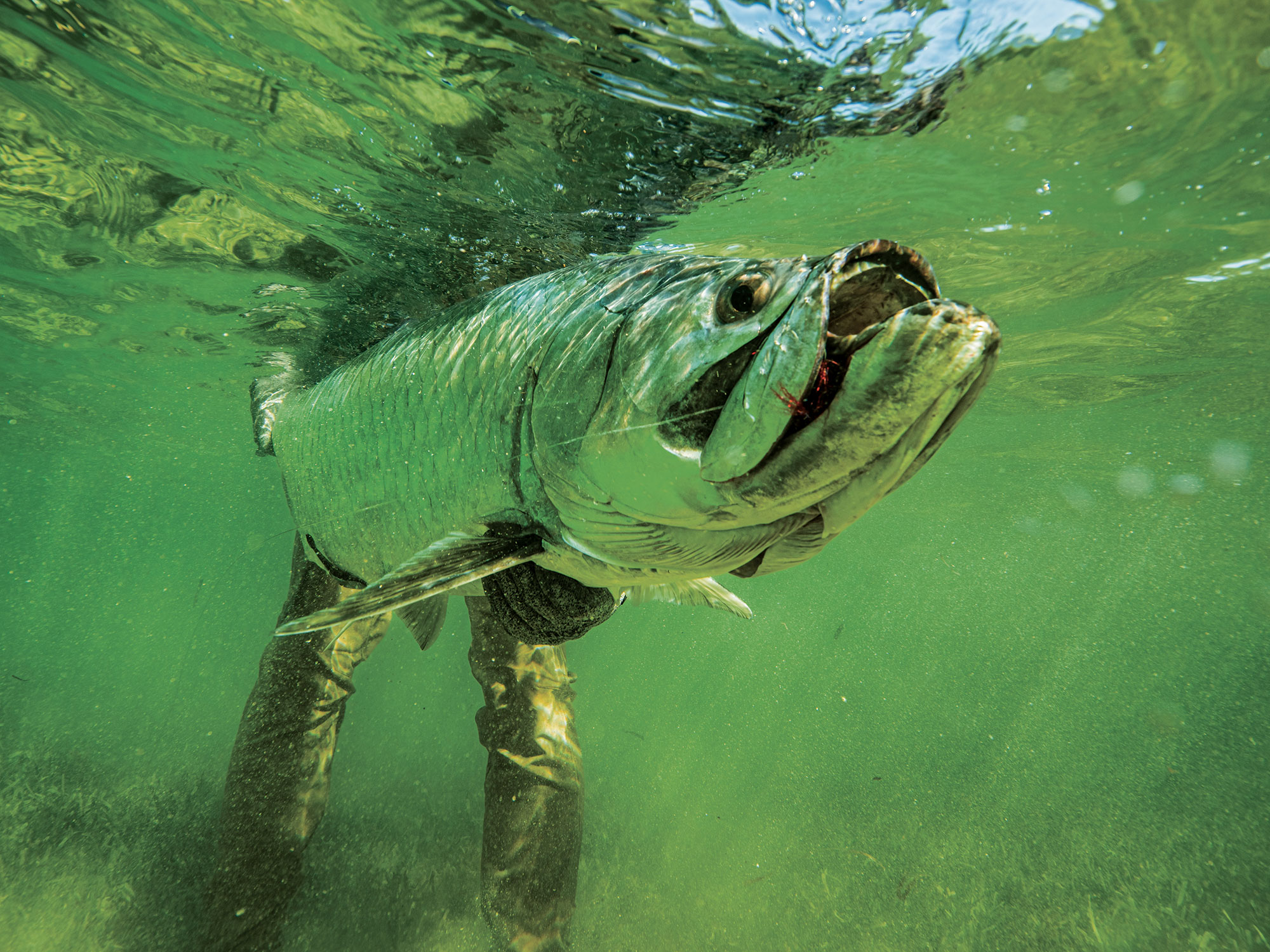 Texas: A wide variety of target fish
