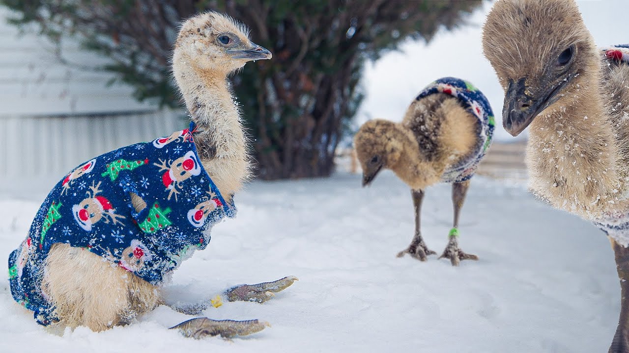 We’re out of space inside for the baby emus