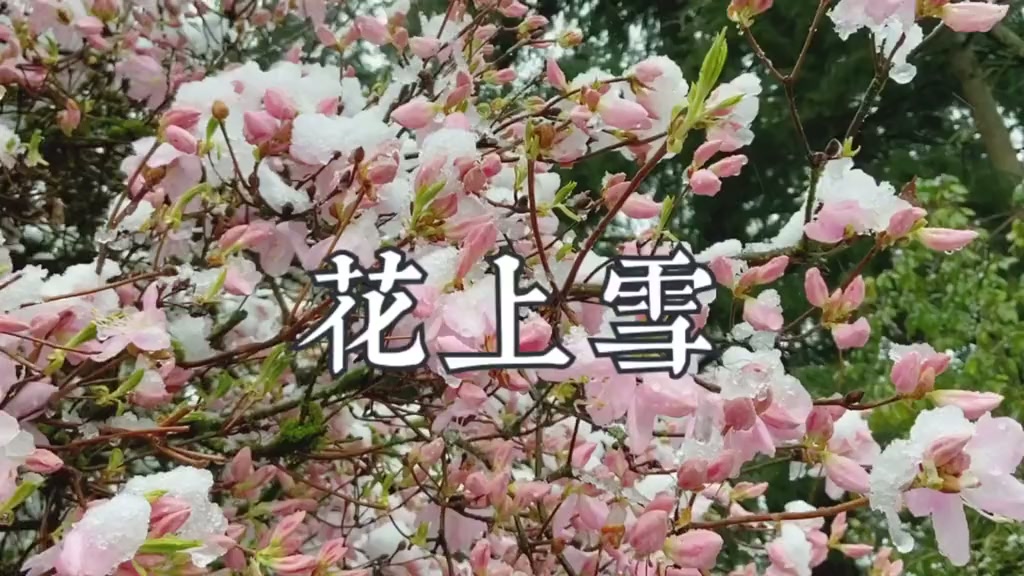 Snow on spring blossoms with my original Chinese poem
