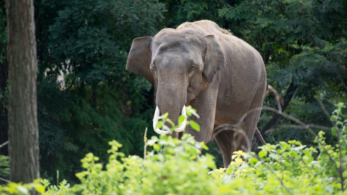 un-elefante-ha-ucciso-un-turista-in-thailandia-la-terza-vittima-in