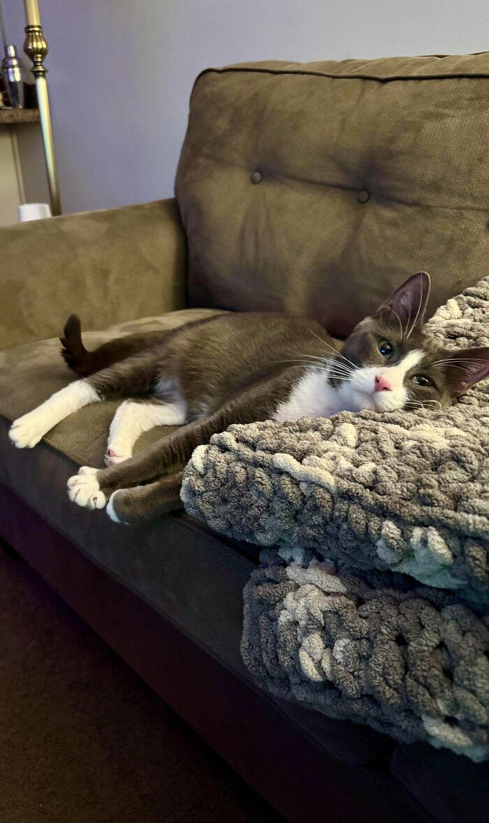 72 adopted animals whose first month in their forever homes is pure ...