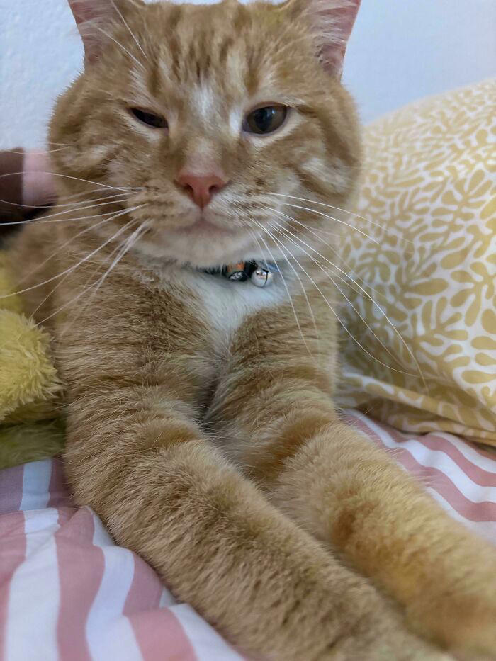 72 adopted animals whose first month in their forever homes is pure ...