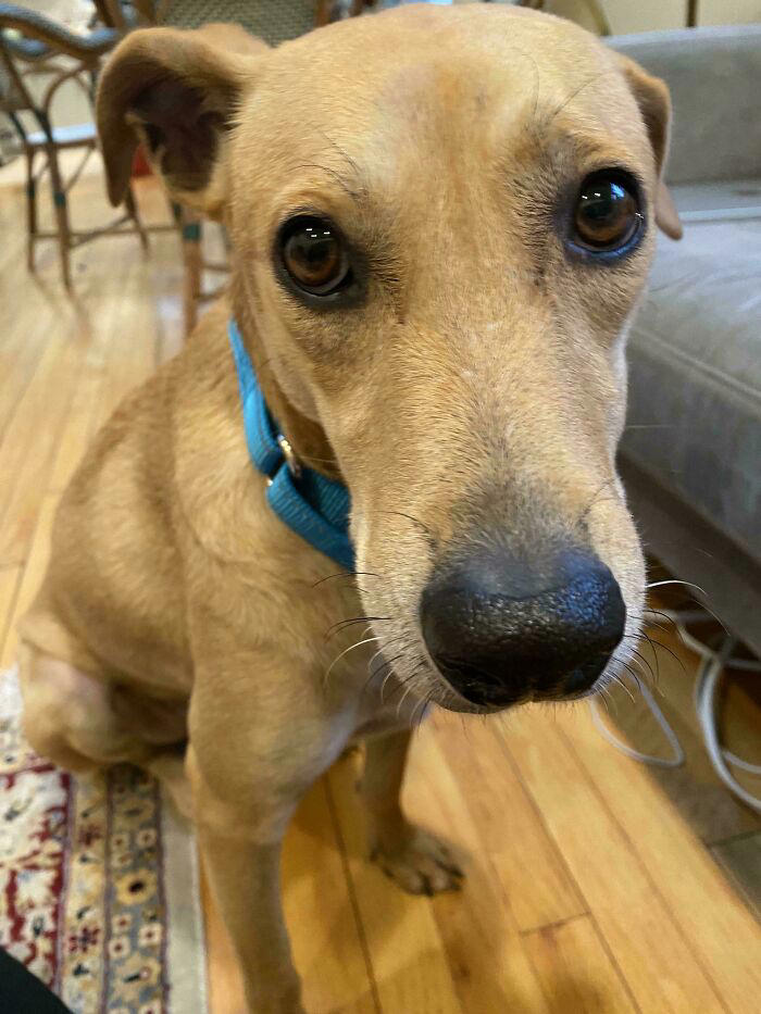 72 adopted animals whose first month in their forever homes is pure ...