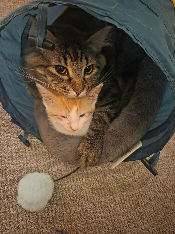 72 adopted animals whose first month in their forever homes is pure ...