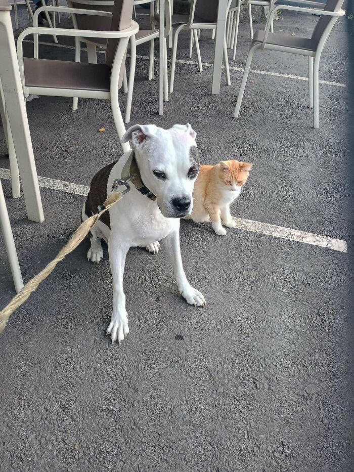 72 adopted animals whose first month in their forever homes is pure ...