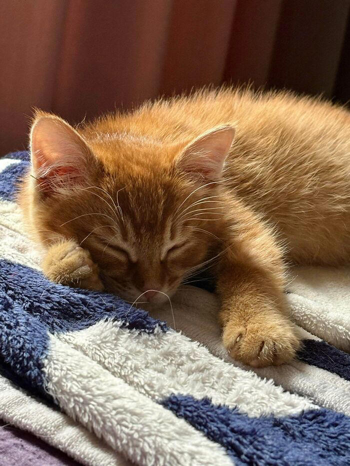 72 adopted animals whose first month in their forever homes is pure ...