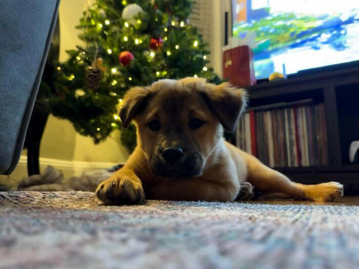 72 adopted animals whose first month in their forever homes is pure ...
