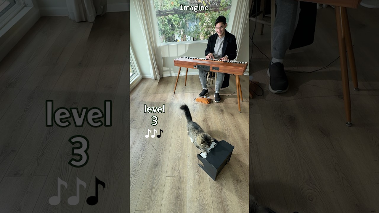 Playful cats and their piano tunes